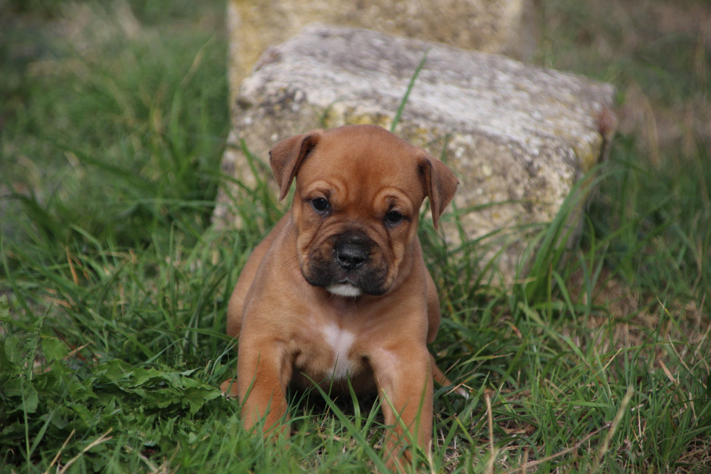 Des sources sacrees - Chiots disponibles - Bulldog continental