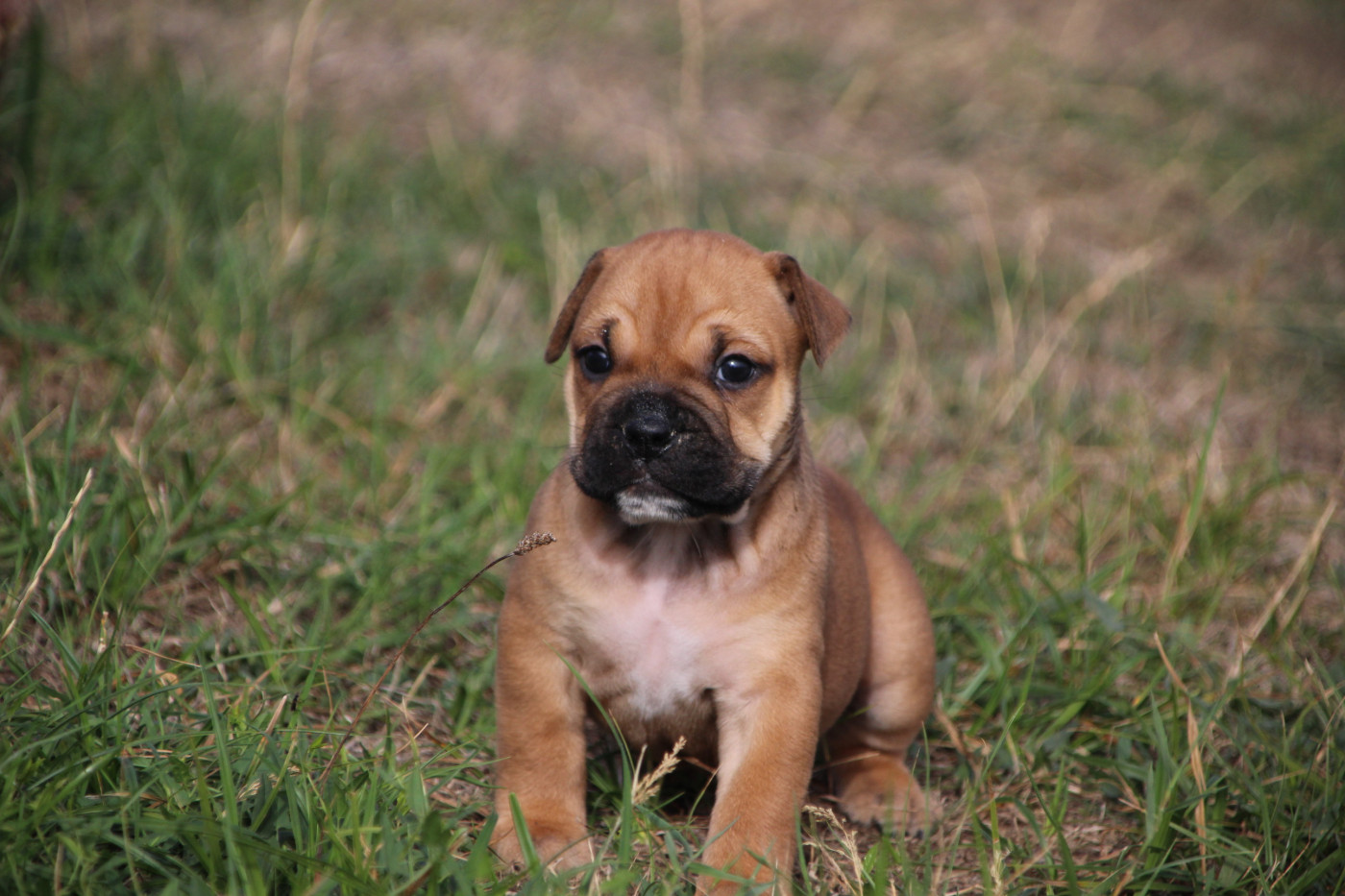 Des sources sacrees - Chiots disponibles - Bulldog continental