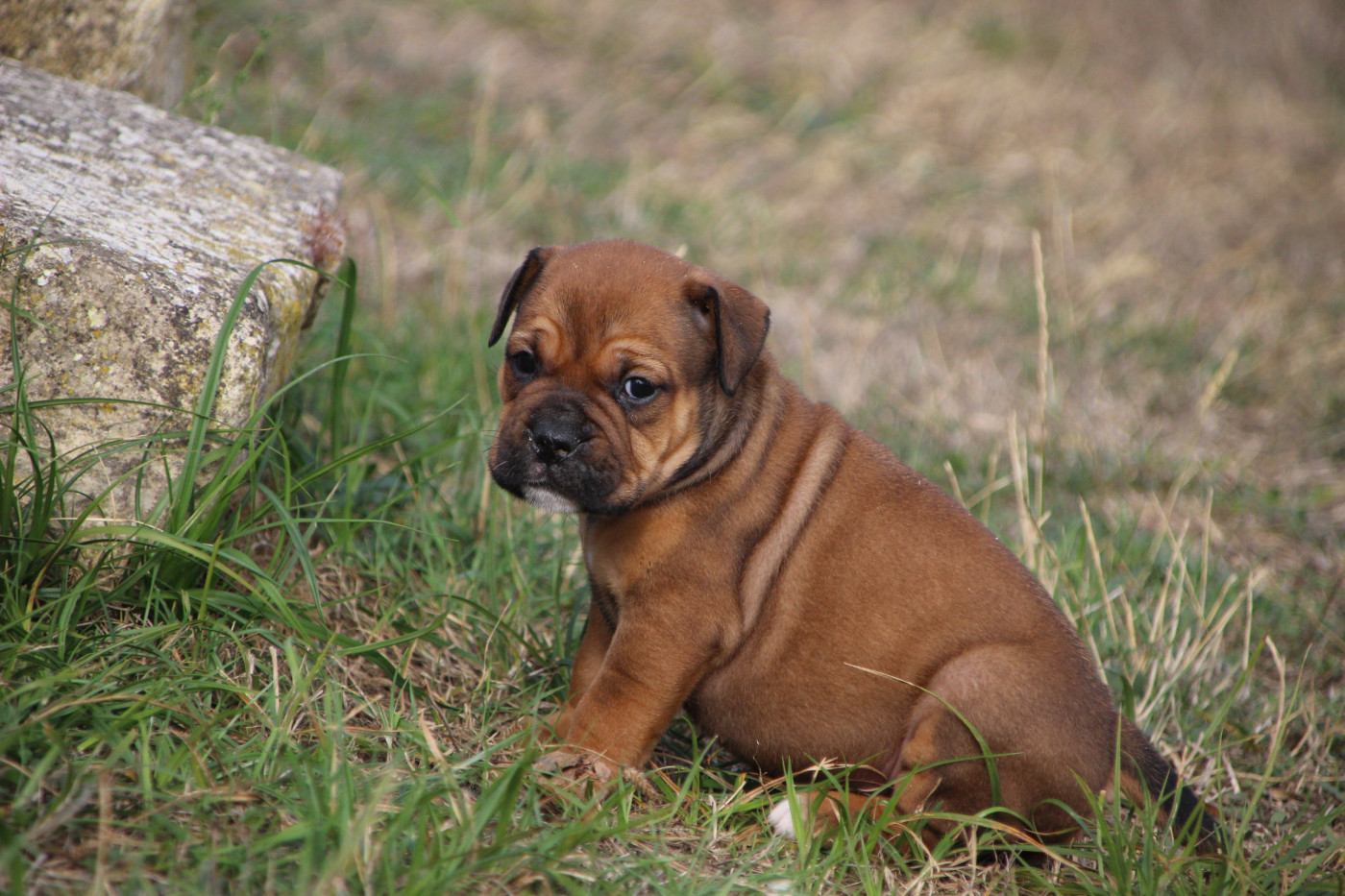 Des sources sacrees - Chiots disponibles - Bulldog continental
