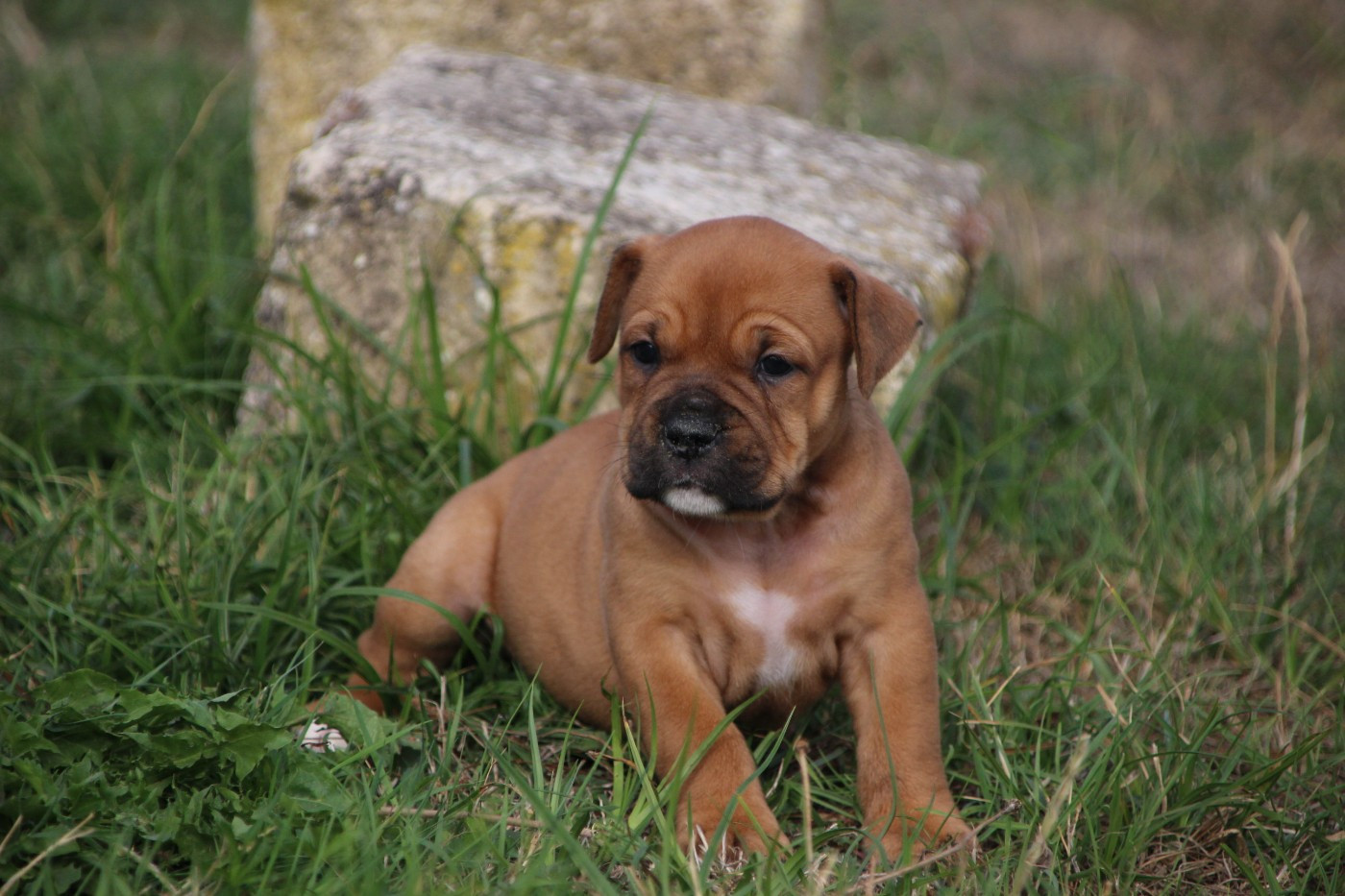Chiot Bulldog continental Des sources sacrees