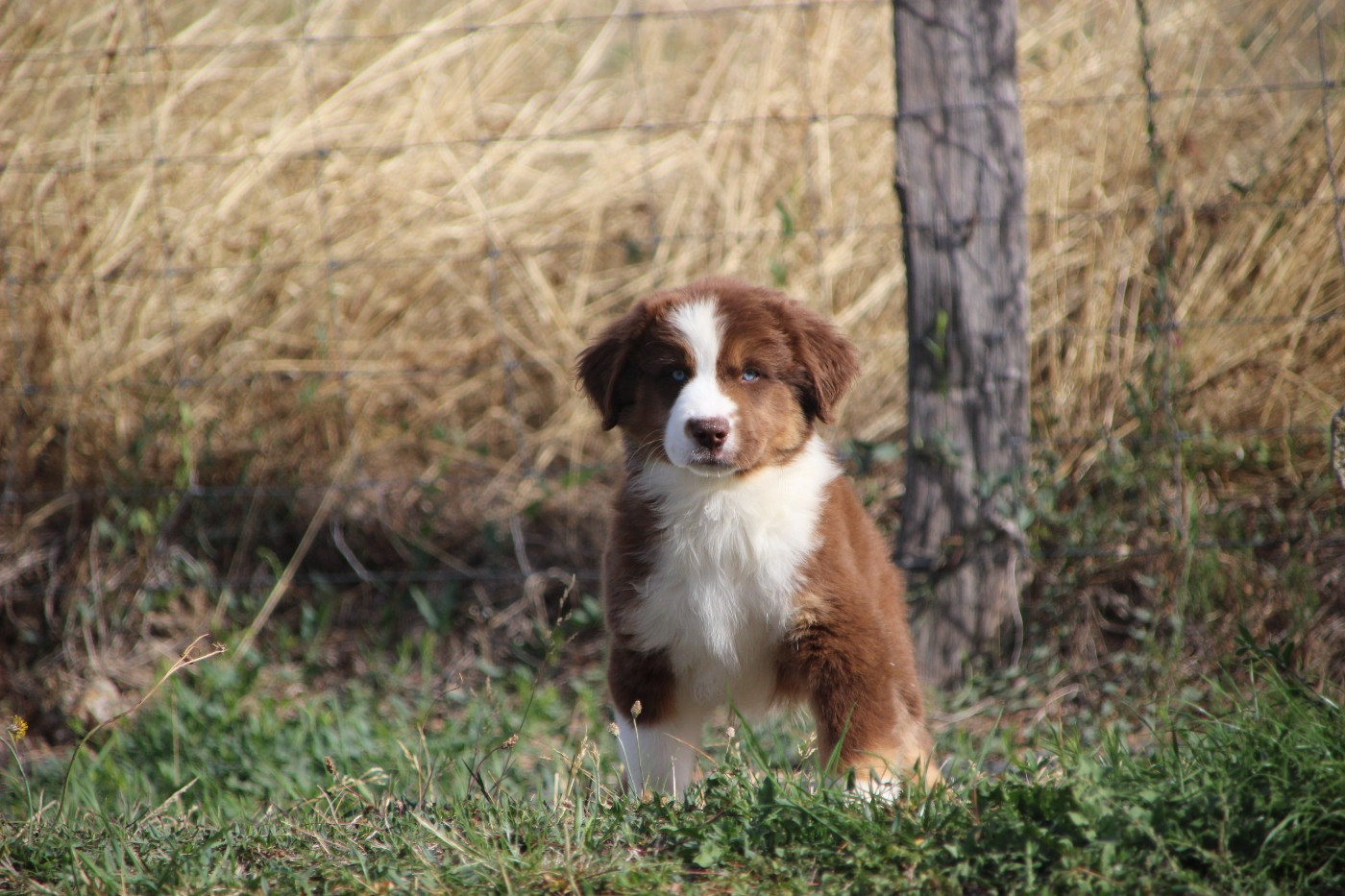 Des sources sacrees - Chiots disponibles - Berger Américain Miniature 