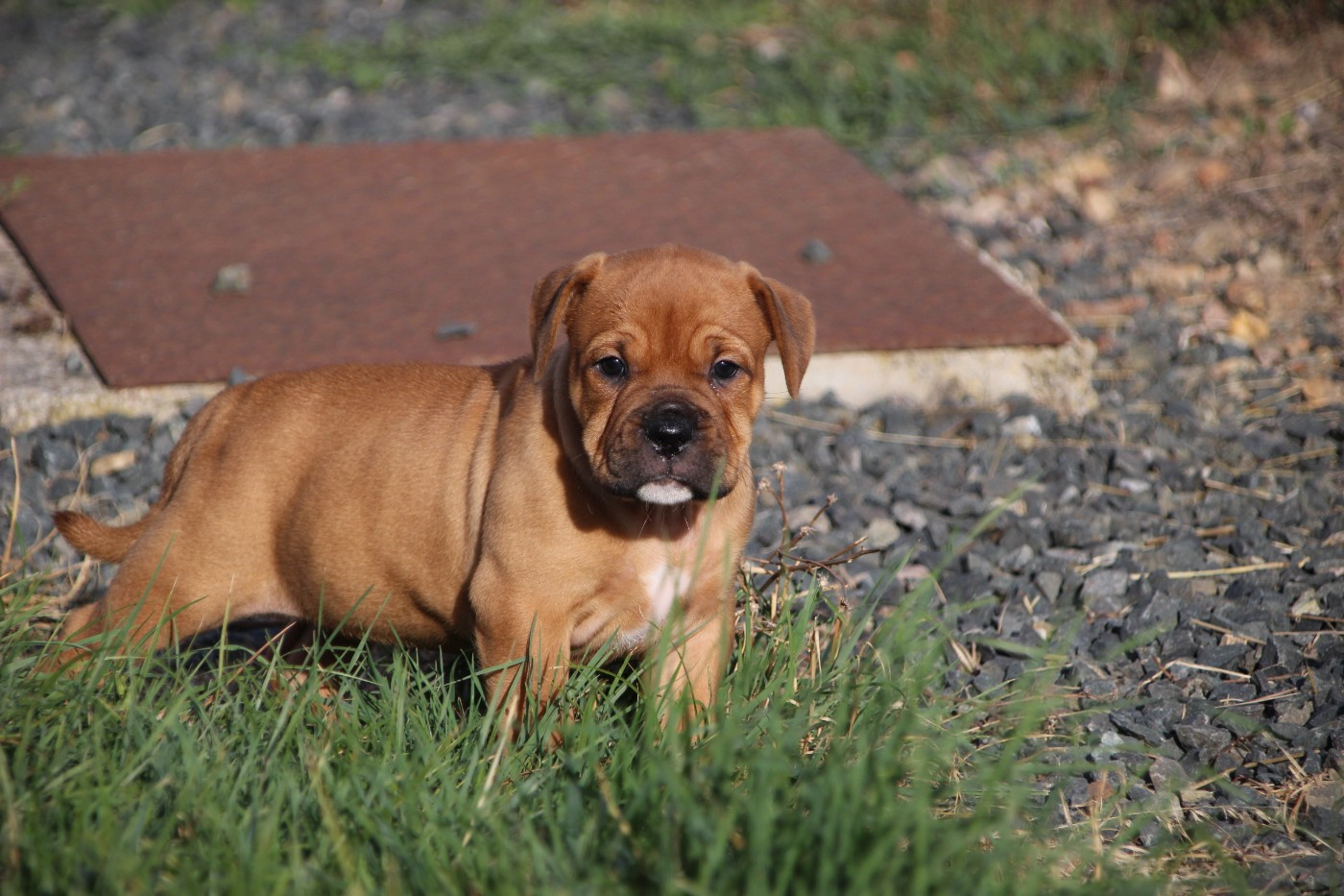 Des sources sacrees - Chiots disponibles - Bulldog continental