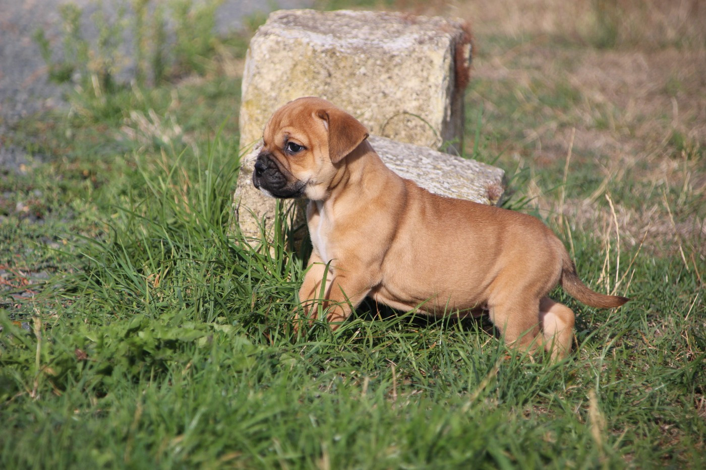 Des sources sacrees - Chiots disponibles - Bulldog continental