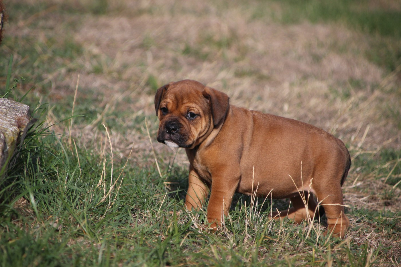 Des sources sacrees - Chiots disponibles - Bulldog continental