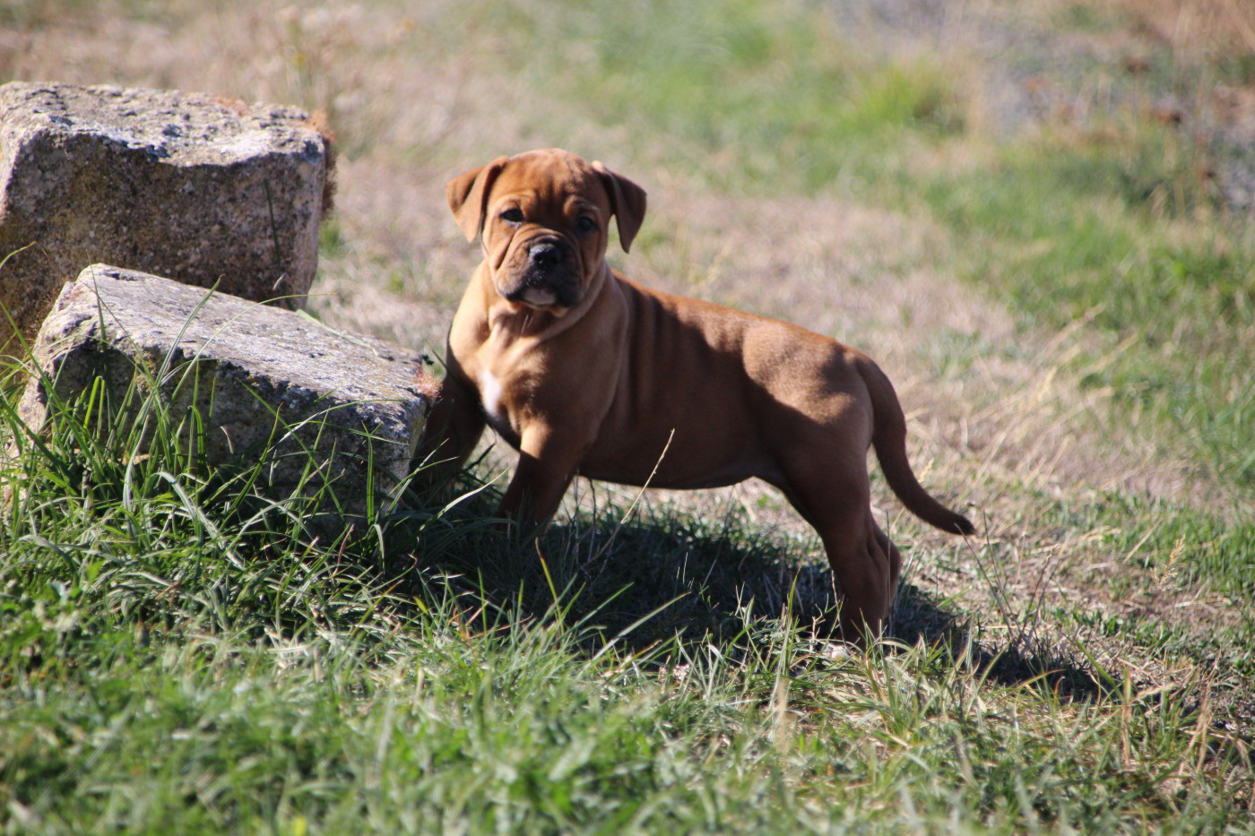Des sources sacrees - Chiots disponibles - Bulldog continental