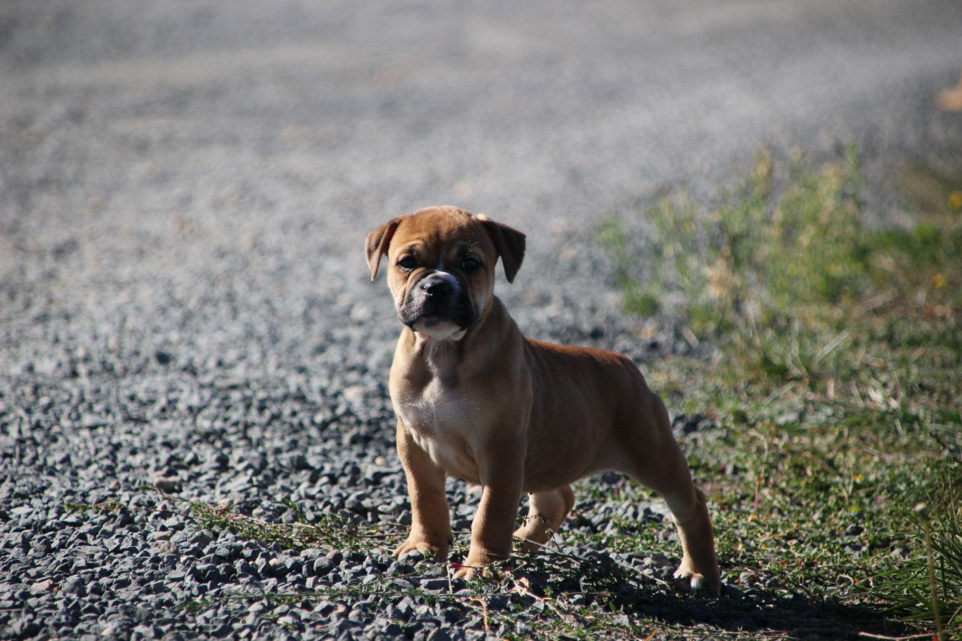 Des sources sacrees - Chiots disponibles - Bulldog continental