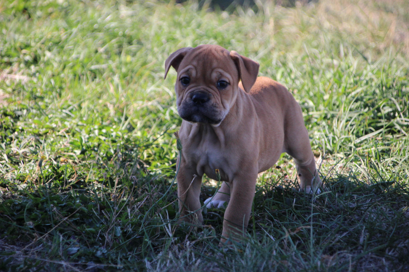 Des sources sacrees - Chiots disponibles - Bulldog continental