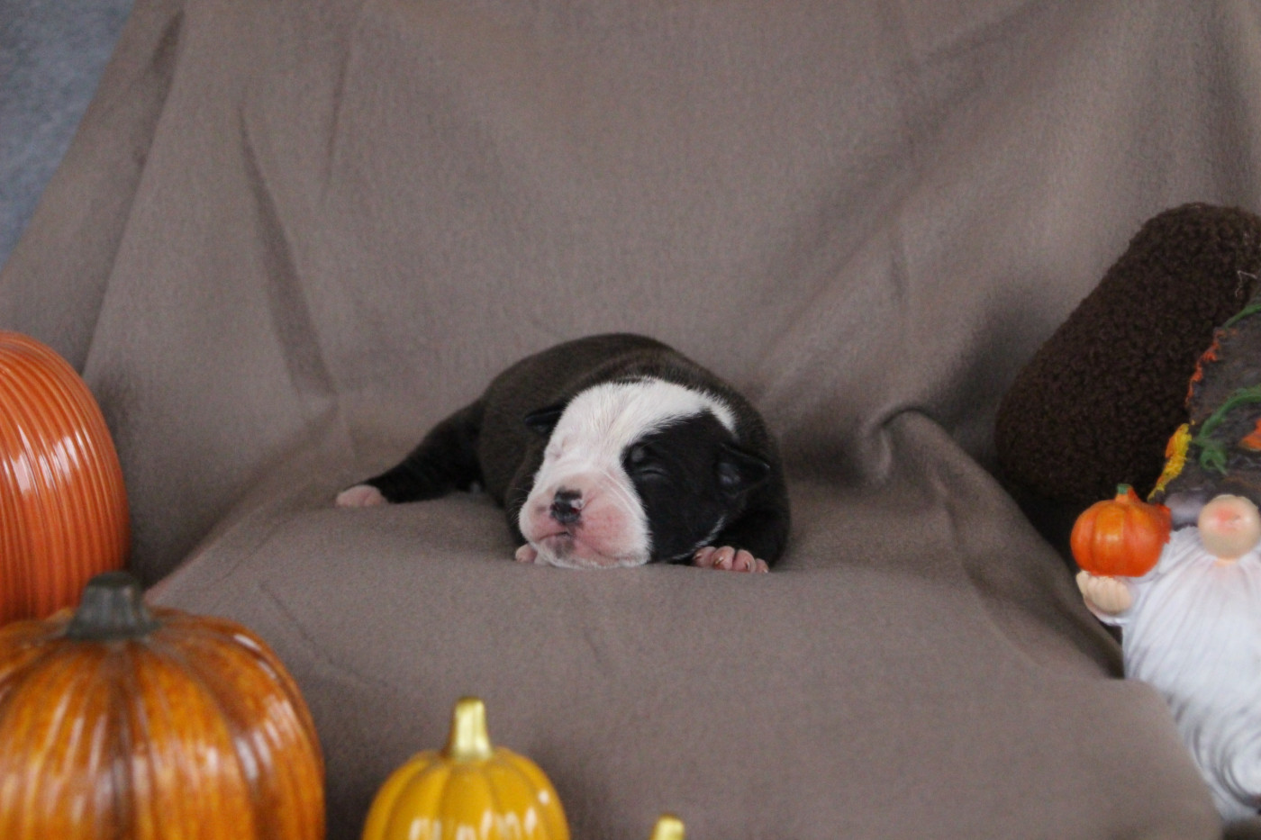 Des sources sacrees - Chiots disponibles - Bulldog continental