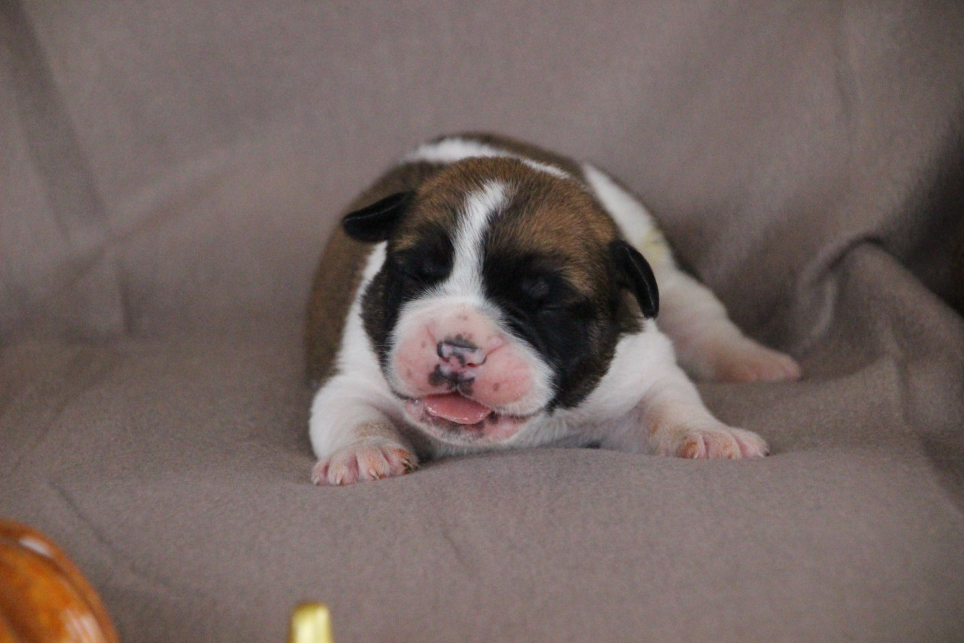 Des sources sacrees - Chiots disponibles - Bulldog continental