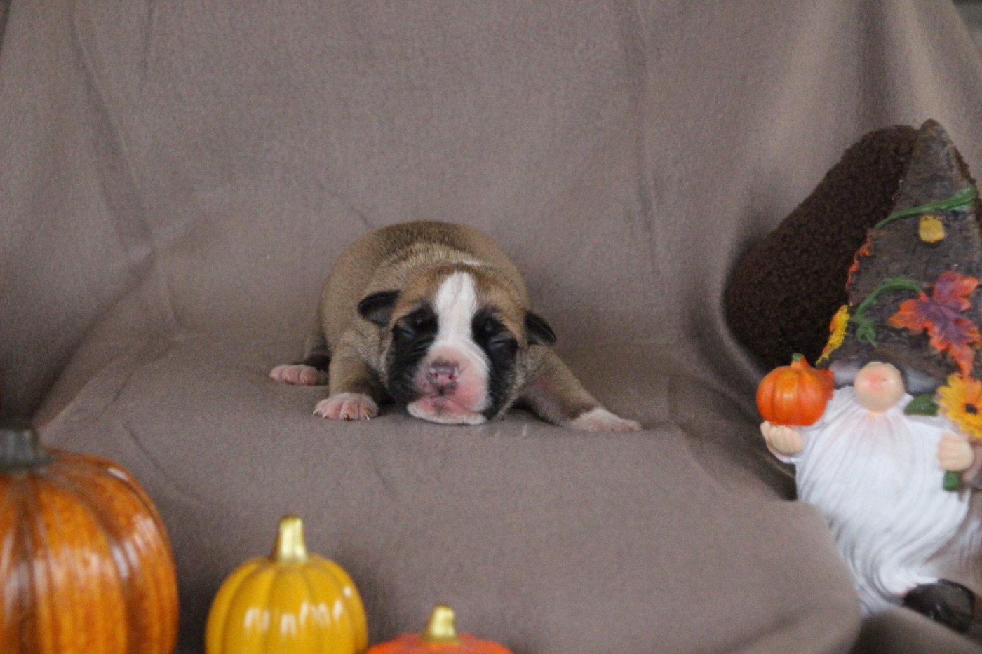 Des sources sacrees - Chiots disponibles - Bulldog continental