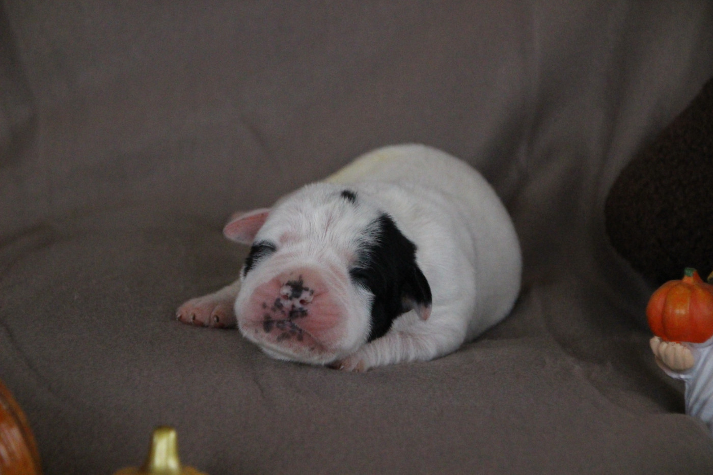 Des sources sacrees - Chiots disponibles - Bulldog continental