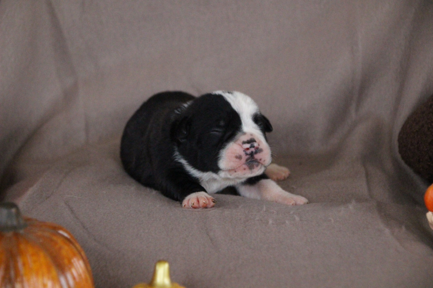 Des sources sacrees - Chiots disponibles - Bulldog continental