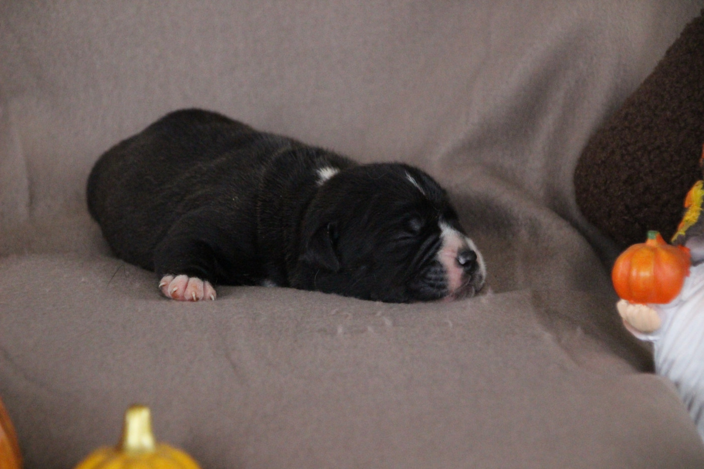 Des sources sacrees - Chiots disponibles - Bulldog continental