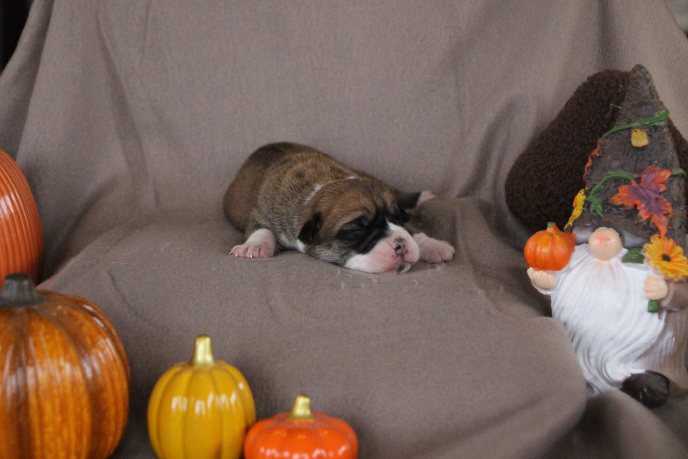 Des sources sacrees - Chiots disponibles - Bulldog continental