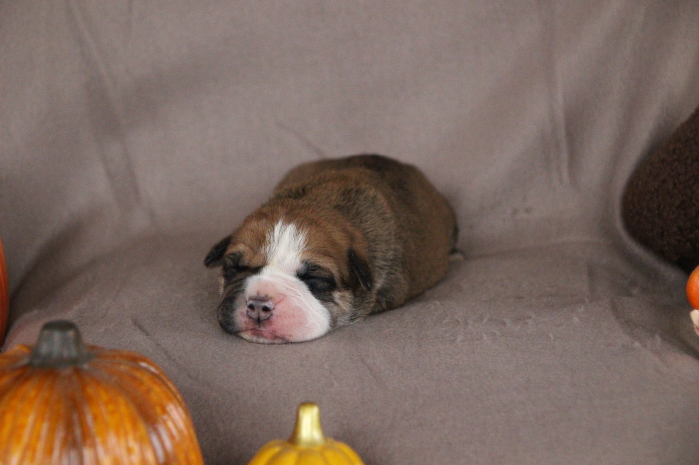 Des sources sacrees - Chiots disponibles - Bulldog continental