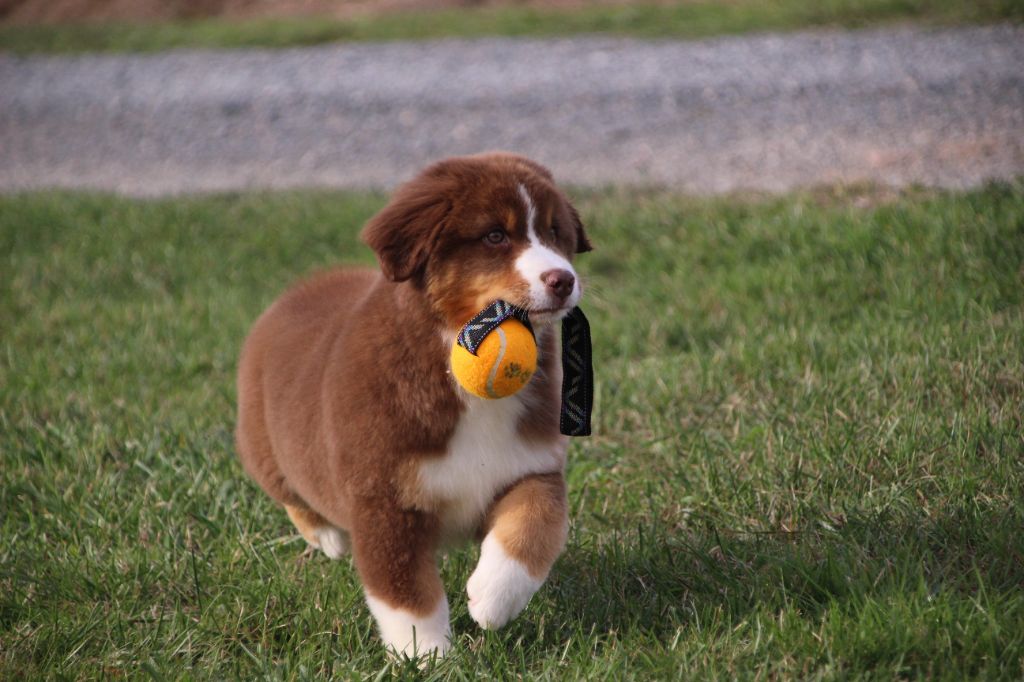 Chiot Berger Américain Miniature  Des sources sacrees