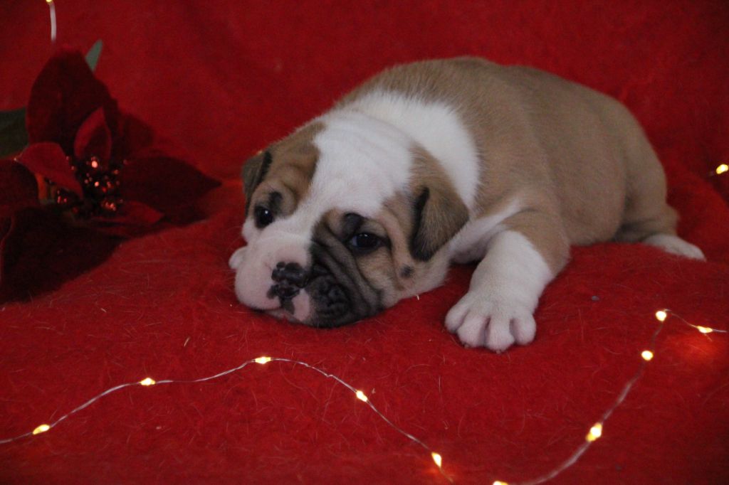 Des sources sacrees - Chiots disponibles - Bulldog continental