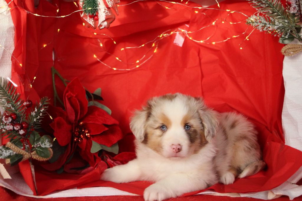 Des sources sacrees - Berger Américain Miniature  - Portée née le 22/10/2025