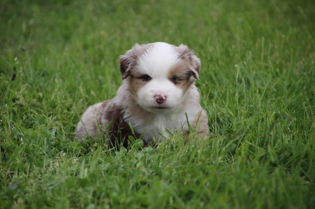 Des sources sacrees - Chiots disponibles - Berger Américain Miniature 