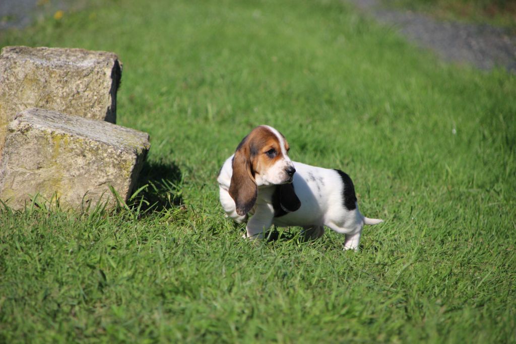 Des sources sacrees - Chiots disponibles - Basset Hound