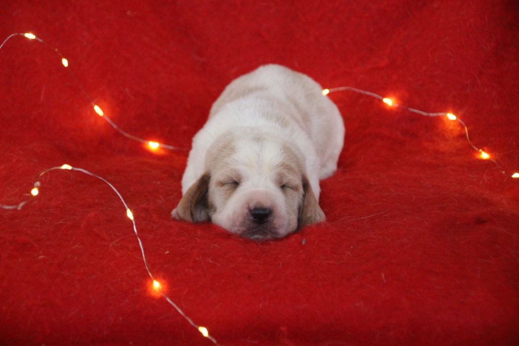 Des sources sacrees - Chiots disponibles - Basset Hound