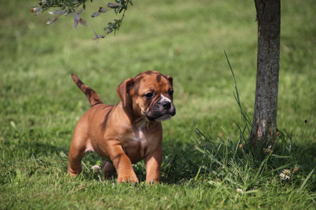 Des sources sacrees - Chiots disponibles - Bulldog continental