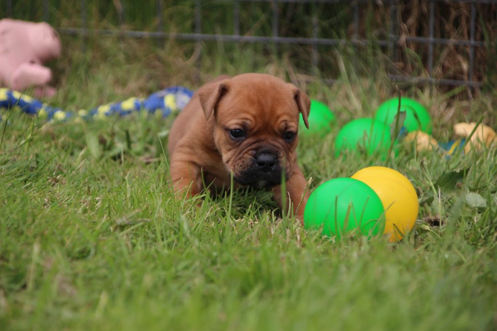 Des sources sacrees - Chiots disponibles - Bulldog continental