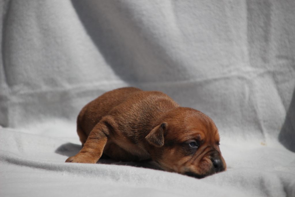 Des sources sacrees - Chiots disponibles - Bulldog continental