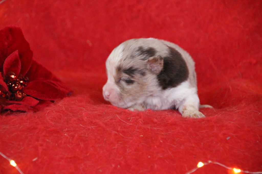 Des sources sacrees - Chiots disponibles - Berger Américain Miniature 