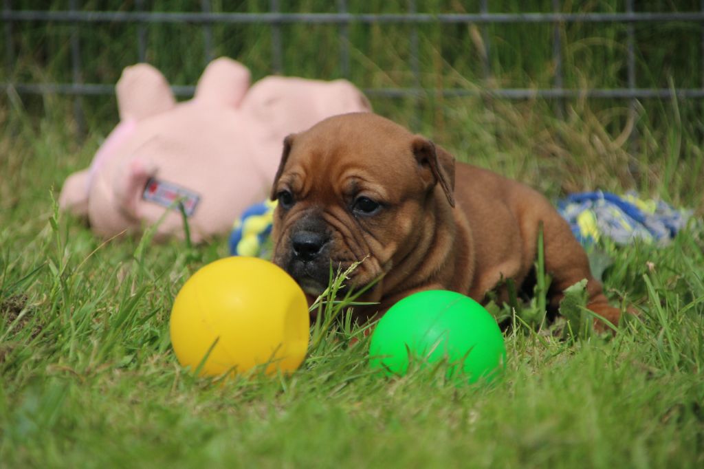 Des sources sacrees - Chiots disponibles - Bulldog continental