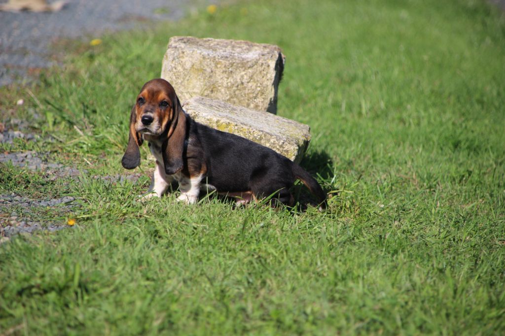 Des sources sacrees - Chiots disponibles - Basset Hound