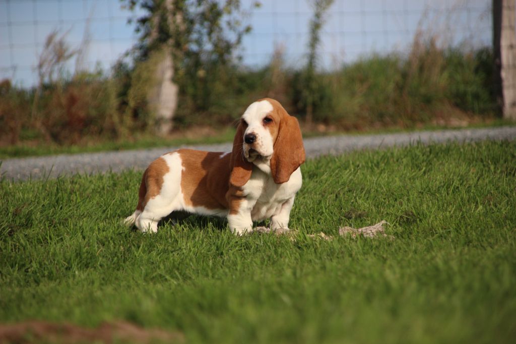 Des sources sacrees - Chiots disponibles - Basset Hound