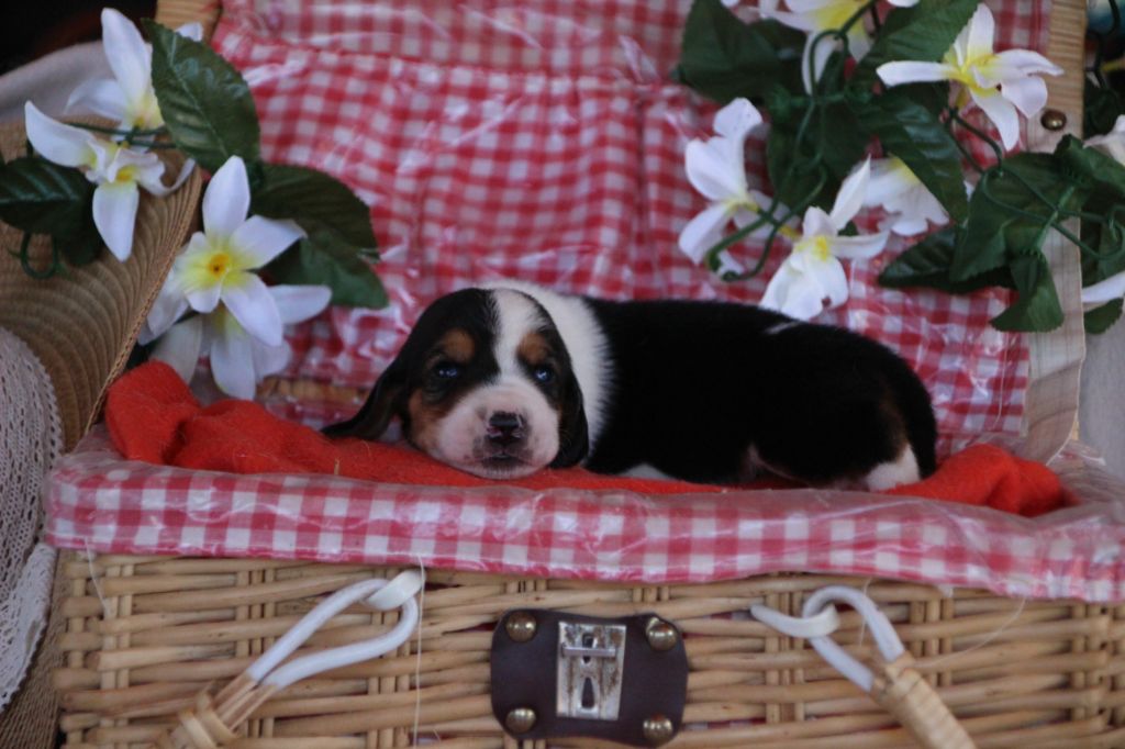 Des sources sacrees - Chiots disponibles - Basset Hound
