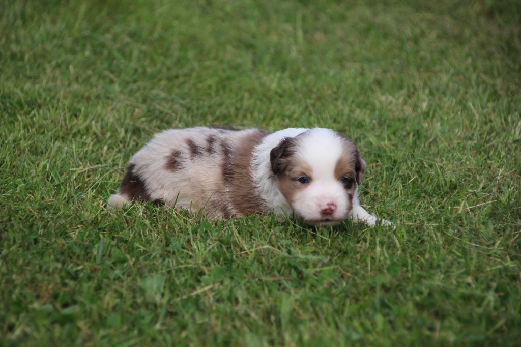 Des sources sacrees - Chiots disponibles - Berger Américain Miniature 