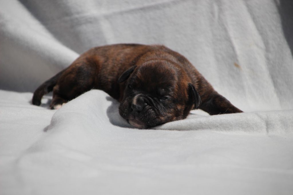 Des sources sacrees - Chiots disponibles - Bulldog continental