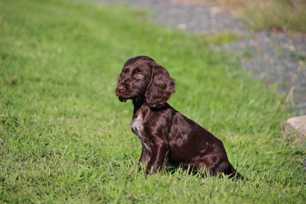 Des sources sacrees - Chiots disponibles - Chien d'Oysel allemand