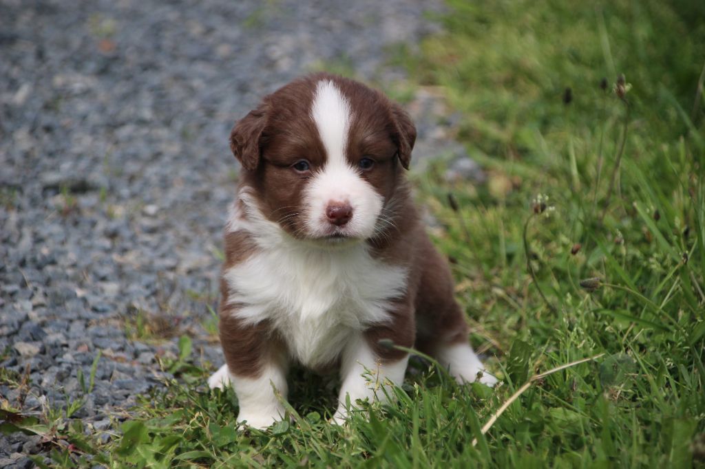 Des sources sacrees - Chiots disponibles - Berger Américain Miniature 