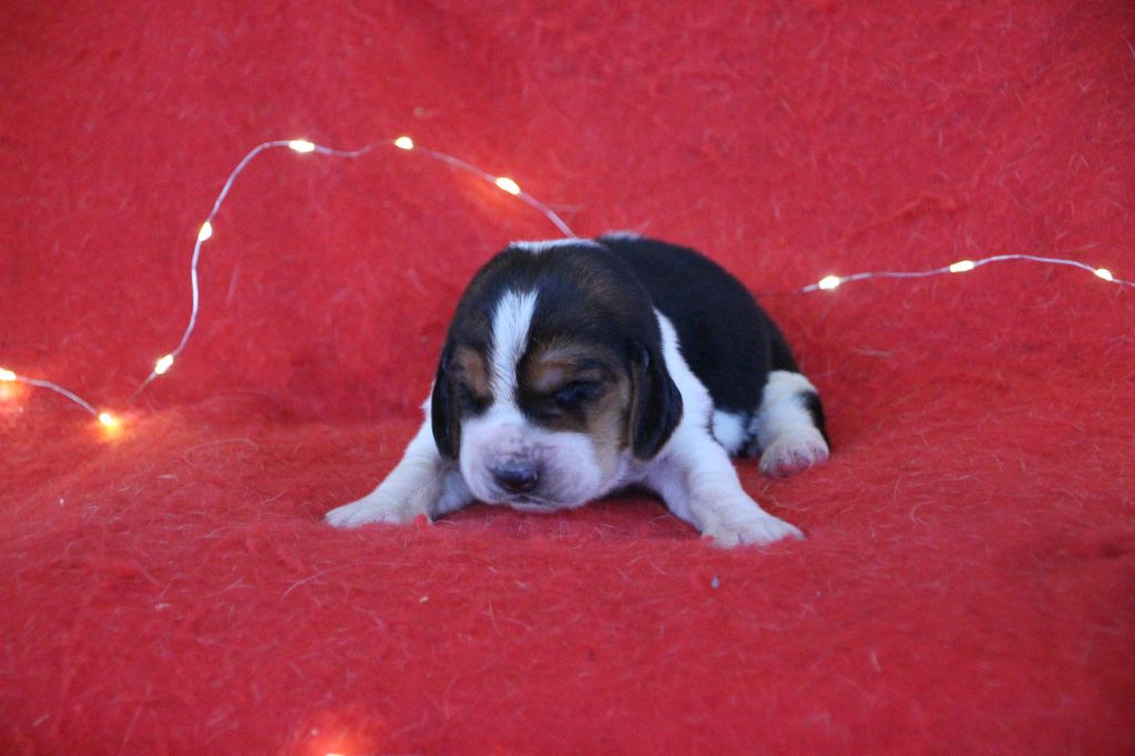 Des sources sacrees - Chiots disponibles - Basset Hound