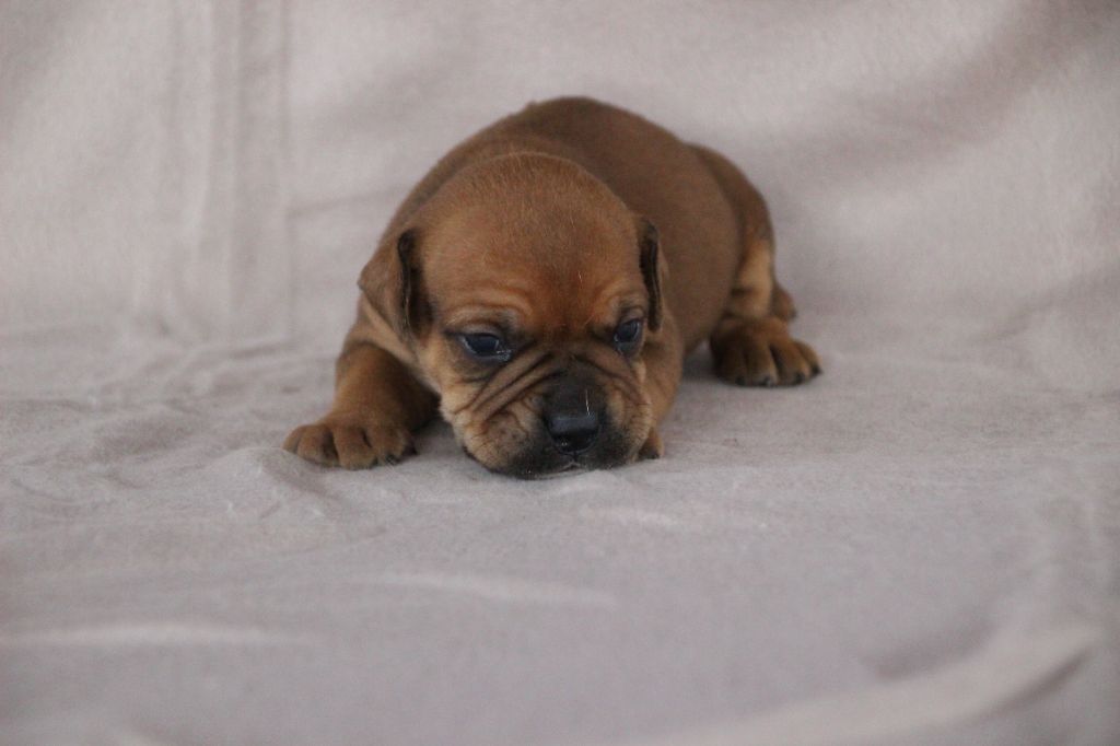 Des sources sacrees - Chiots disponibles - Bulldog continental