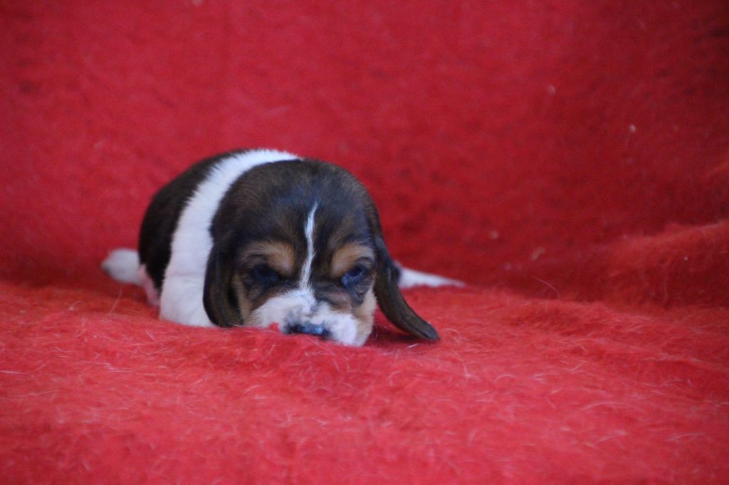 Des sources sacrees - Chiots disponibles - Basset Hound