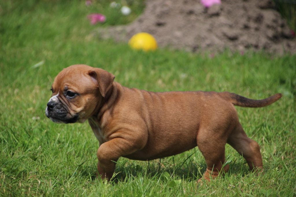 Des sources sacrees - Chiots disponibles - Bulldog continental