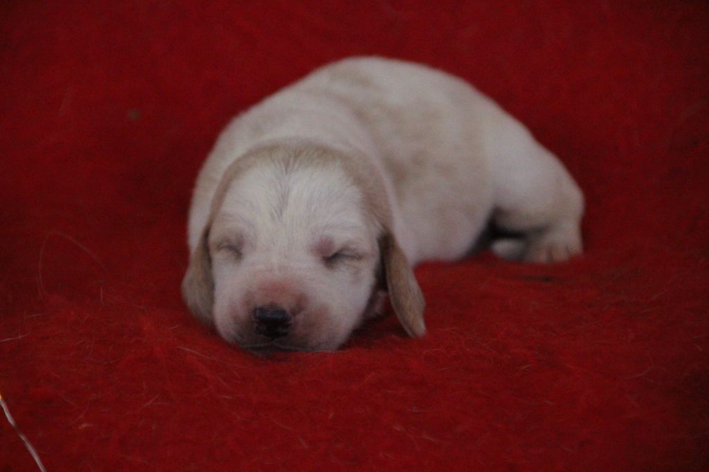 Des sources sacrees - Chiots disponibles - Basset Hound