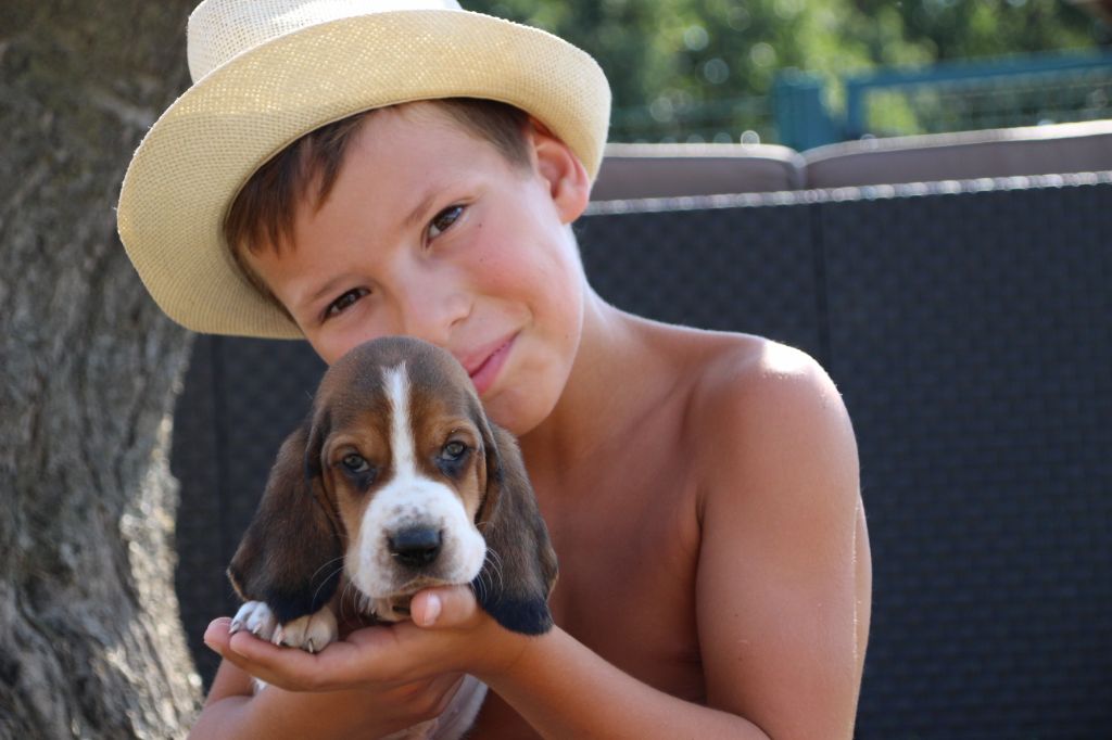 Chiot Basset Hound Des sources sacrees