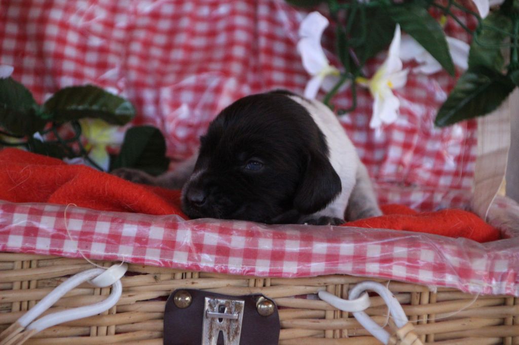 Des sources sacrees - Chiots disponibles - Chien d'Oysel allemand