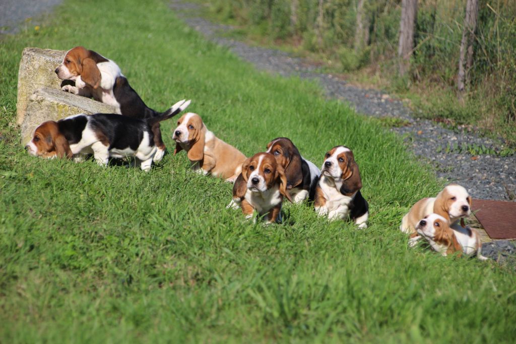Des sources sacrees - Basset Hound - Portée née le 26/07/2025