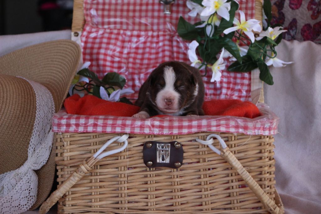 Des sources sacrees - Chiots disponibles - Berger Américain Miniature 
