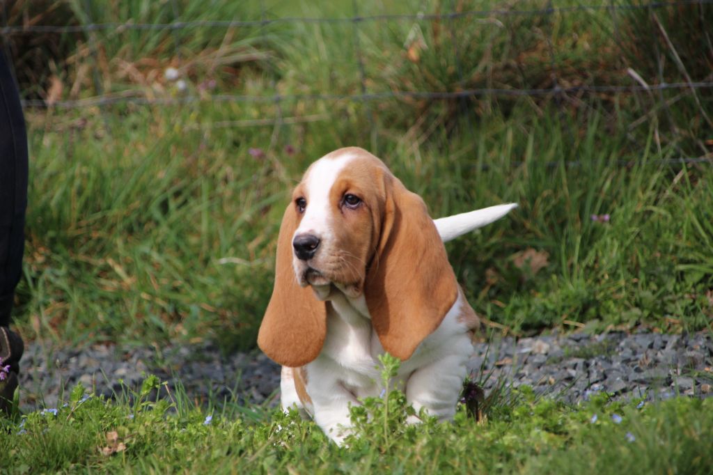 Chiot Basset Hound Des sources sacrees