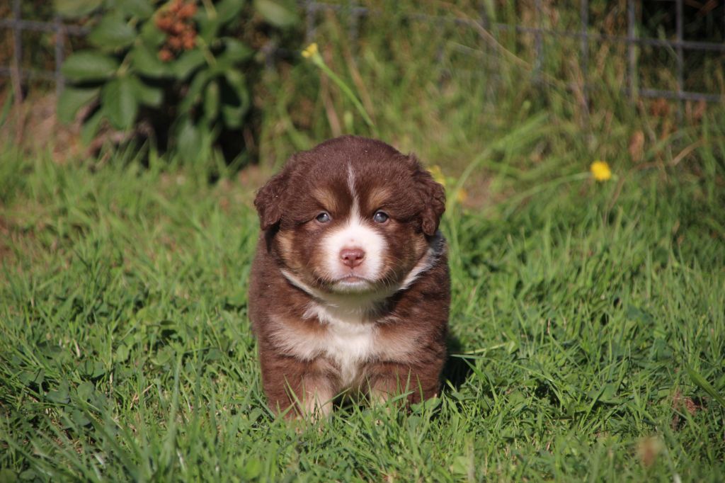 Des sources sacrees - Chiots disponibles - Berger Américain Miniature 