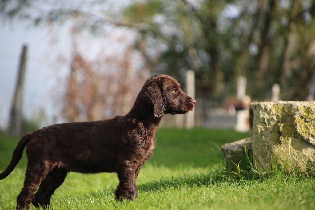 Des sources sacrees - Chien d'Oysel allemand - Portée née le 19/07/2025