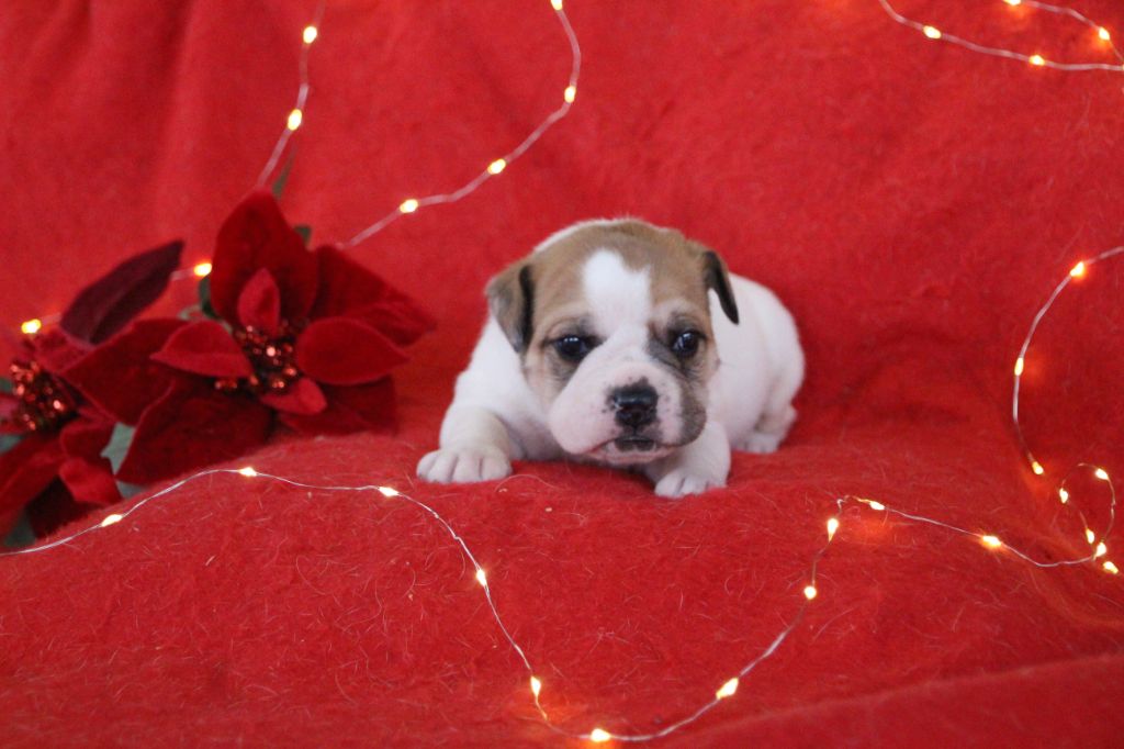 Des sources sacrees - Chiots disponibles - Bulldog continental